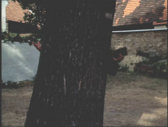 Slunce, seno, jahody