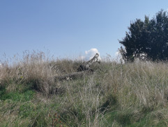 Slunce, seno, jahody