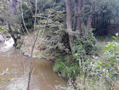 Lev s bílou hřívou