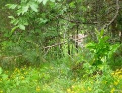 Pásla koně na betonu