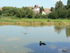 Rybník, do kterého vjede traktor Máňa