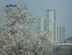 4. Jízdenka do Bagdadu