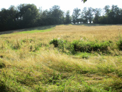 Honza málem králem