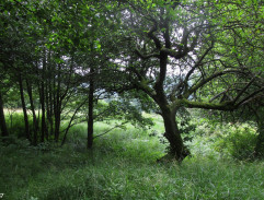 Případ mrtvého muže