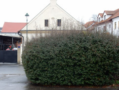 Bloudění orientačního běžce