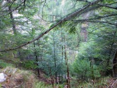 Píseň o šedém holubovi