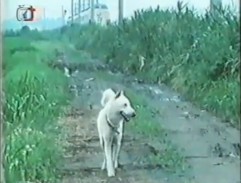 Železniční trať u Naruta