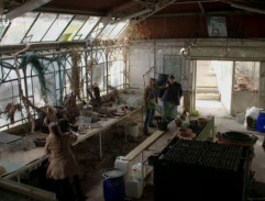 v skleníku Tran Thi Lan