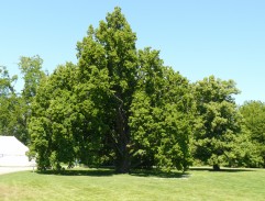 Matěj má být pověšen