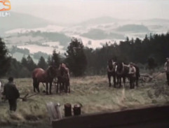 Kronika žhavého léta