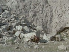 Zlatokopové z Arkansasu 