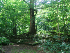 Přepadení kmotřičky