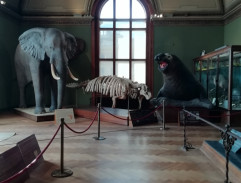 Fotografka fotí slona