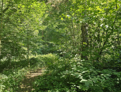 Deštník svatého Petra