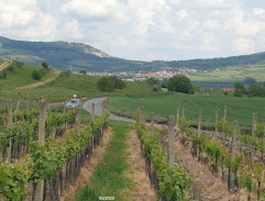 S01E13 Tour de Burčák