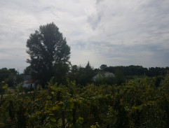 Vincek jde do světa