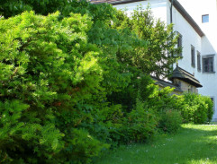 I. Anna Lentulayová