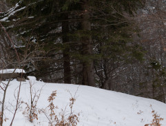 XI. Hosť z Petrohradu