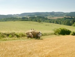 Tatínek se vrací domů 3