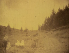 Kačenka a husy běží do kopce