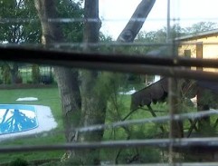 dvor Gašparových vily