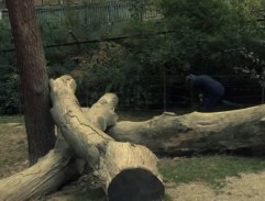 Toman prchá z karantény