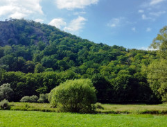 Hlas pro římského krále