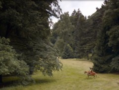 Na loučce uprostřed lesa