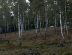 5. Závadová mládež