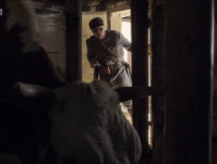 Kráva Chudomelových