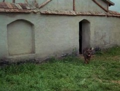 Silvesterov vinohrad