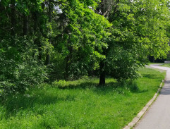 Pobodaná Kateřina Lysá