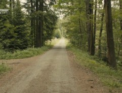 Lesní cesta u jezírka