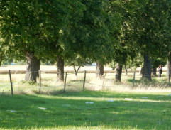 Závod kůň VS auto