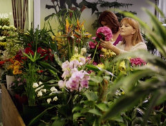 v kvetinárstve