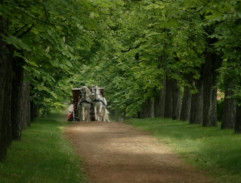 Kočár projíždí alejí