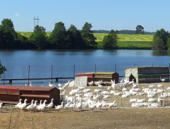 Rybník u husí farmy