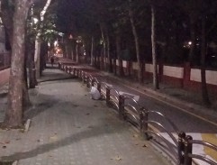 Rozházené květiny