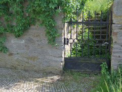 28. Rýhonosec řepný