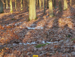 Znásilnění stopařky