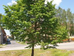 Archivář Jaroslav Blažíček