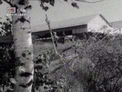 Králíci ve vysoké trávě