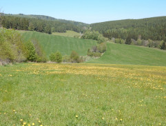 Králíci ve vysoké trávě