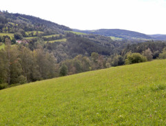 Králíci ve vysoké trávě