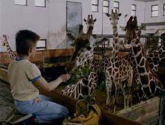 v pavilóne žiráf