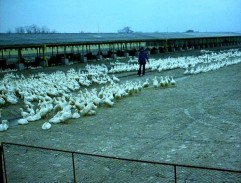 Kačacia farma má problémy s vodou