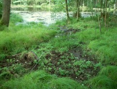 Dovádění víl s vodníkem