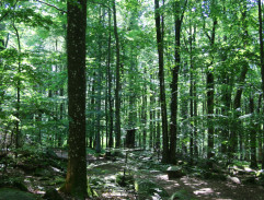 Erzsbetin kočár uhání tmou