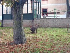 Mrtvý Denis Janeček