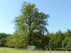 4. Všetci milujú trdelníky